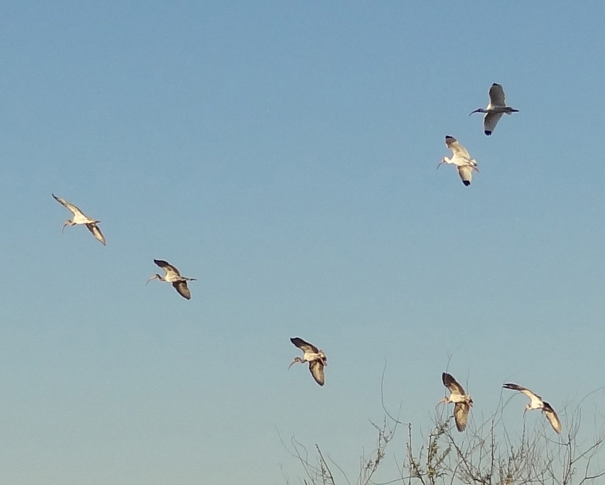 White Ibis - ML25050901