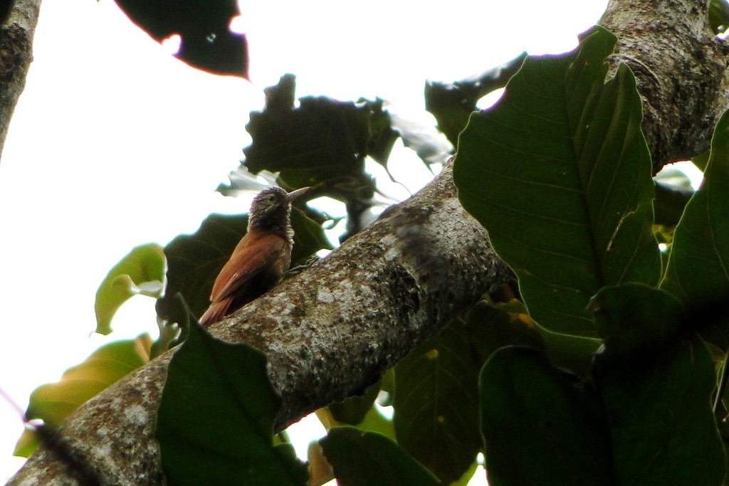 Straight-billed Woodcreeper - ML250509391