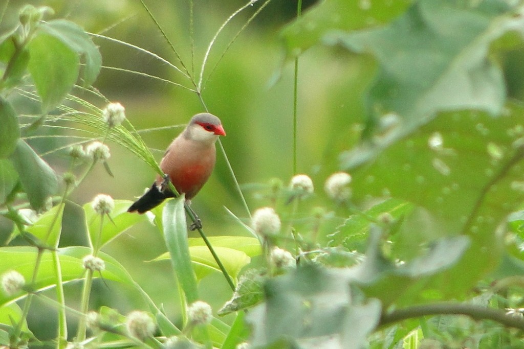 Common Waxbill - ML250509731