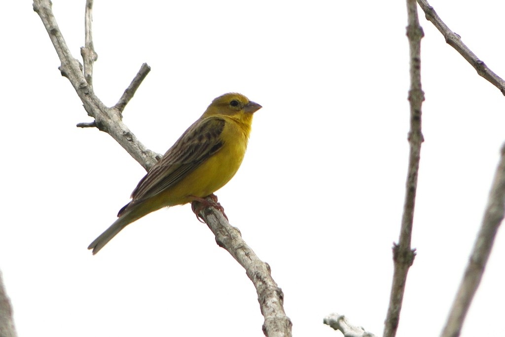 Grassland Yellow-Finch - ML250509741