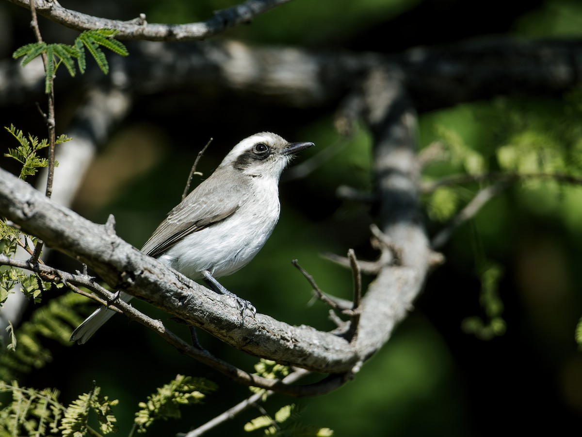 Common Woodshrike - ML250509841