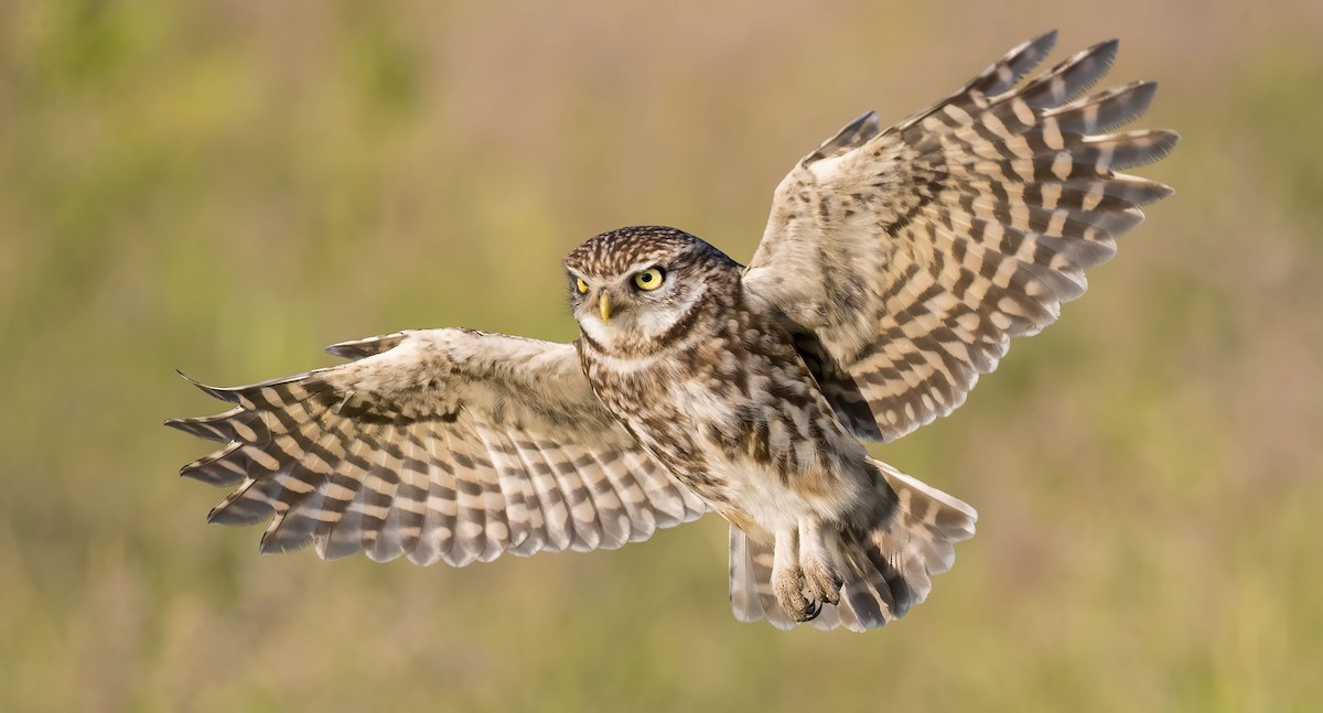 Little Owl - Pascal De Munck