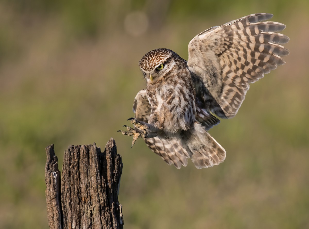 Little Owl - Pascal De Munck