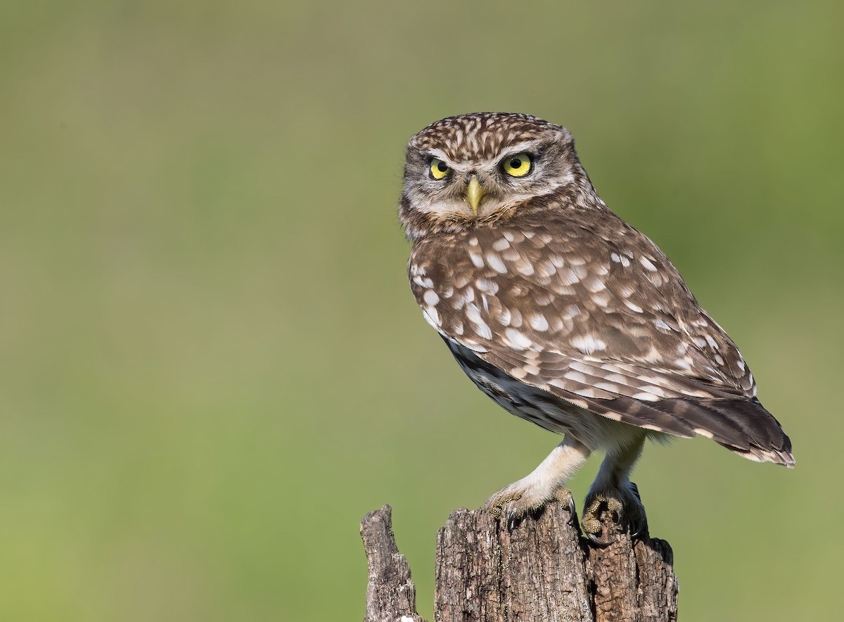 Little Owl - Pascal De Munck