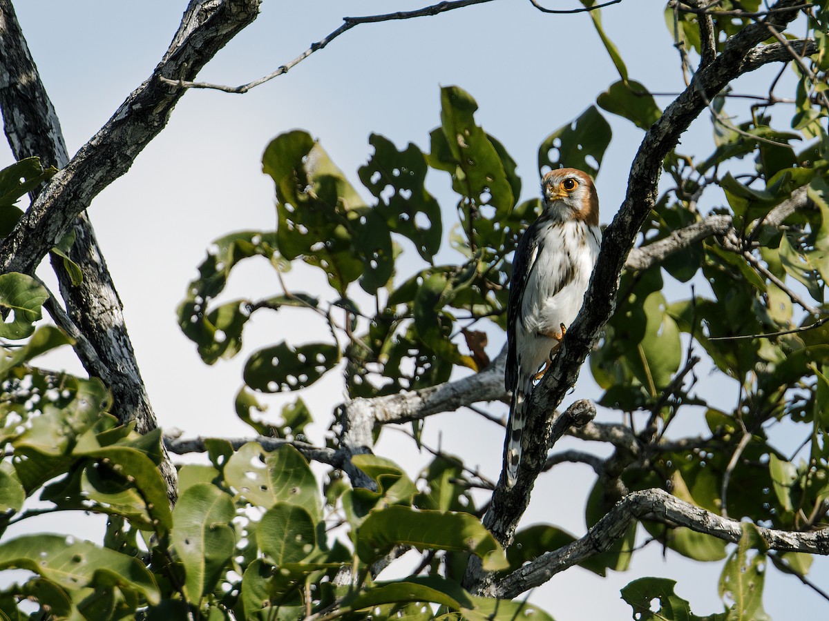 White-rumped Falcon - ML250510361