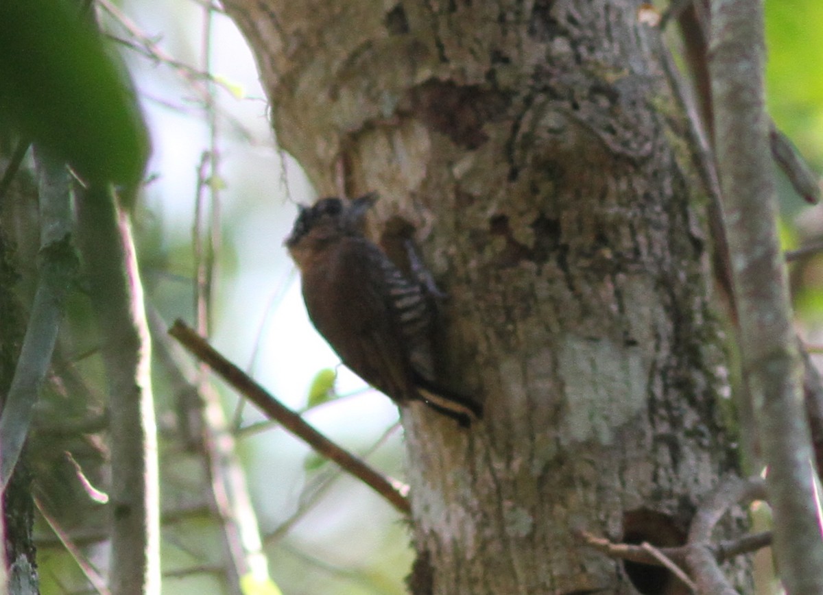Ochre-collared Piculet - ML250511271