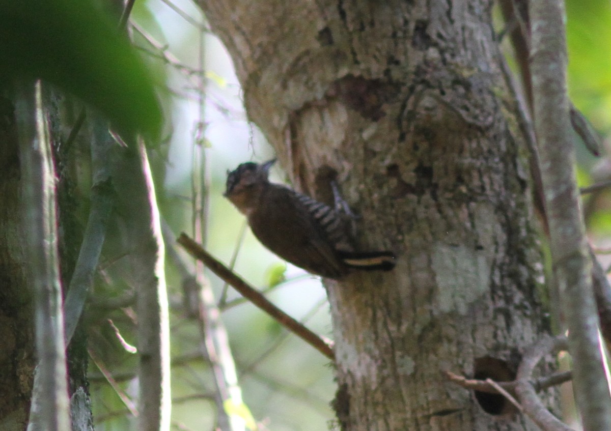 Ochre-collared Piculet - ML250511281