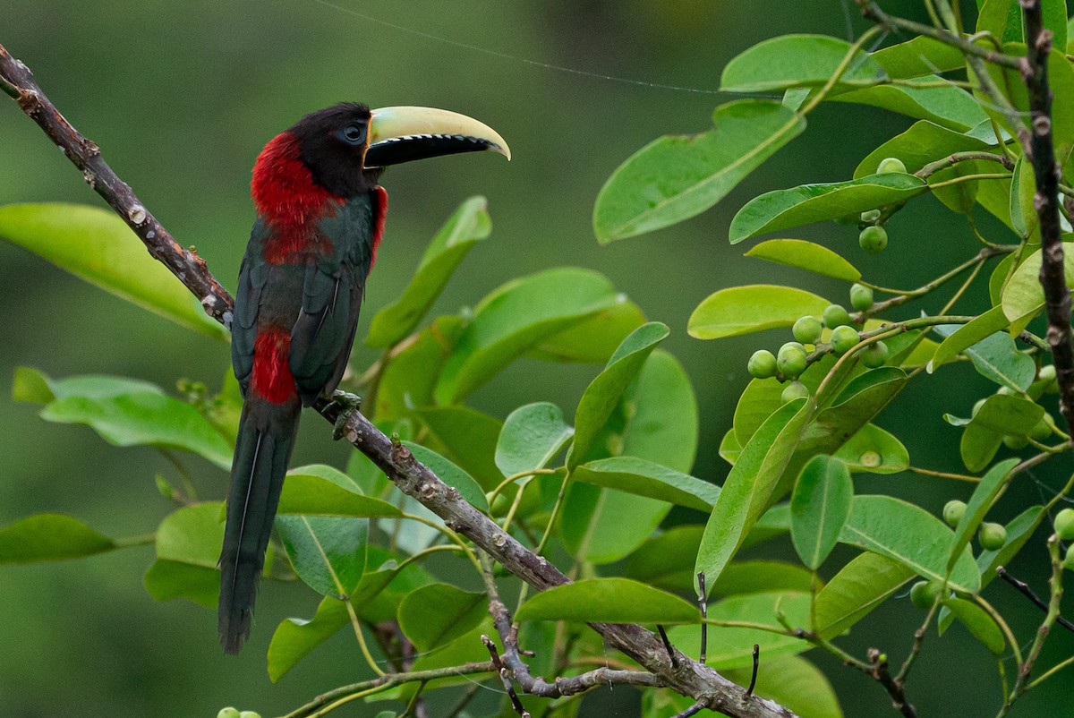 Red-necked Aracari - Joao Quental JQuental