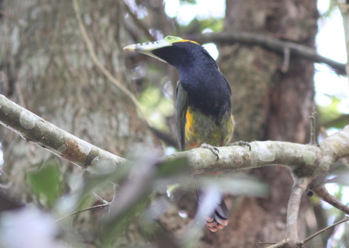 Spot-billed Toucanet - Stephan Lorenz