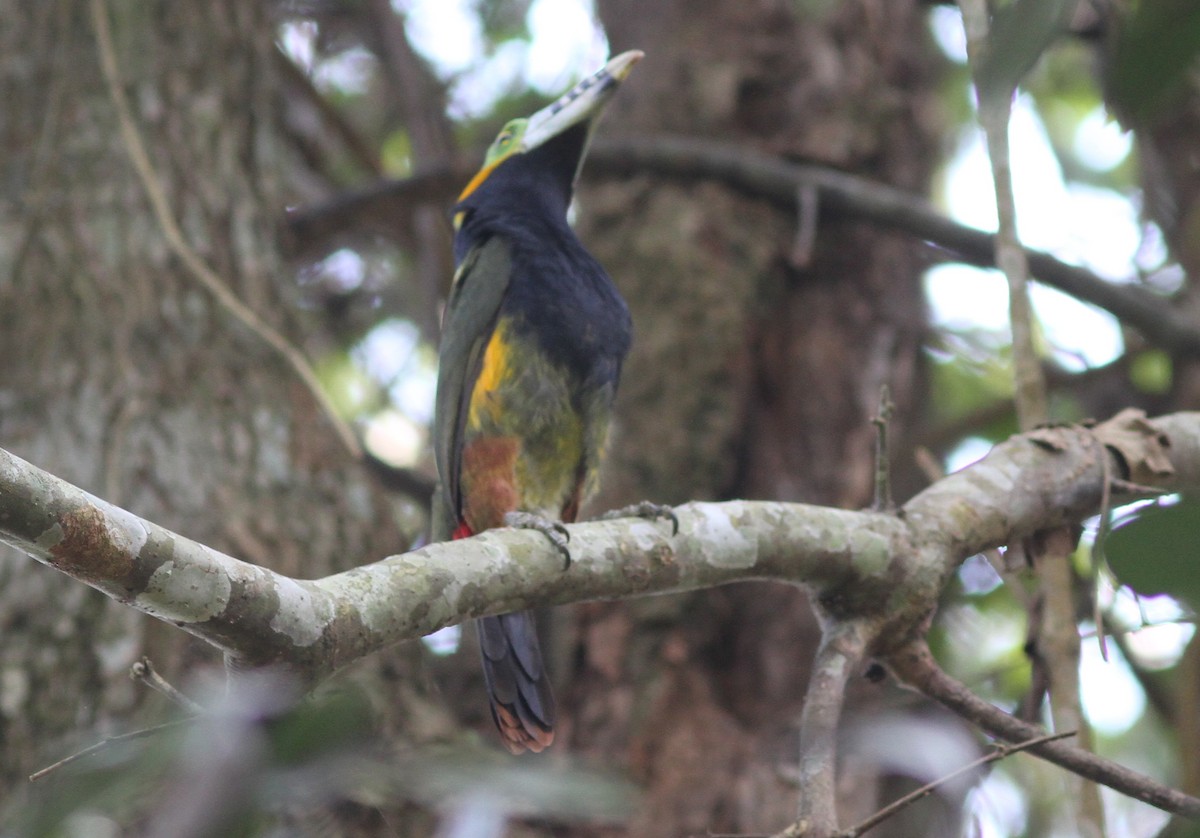 Spot-billed Toucanet - Stephan Lorenz