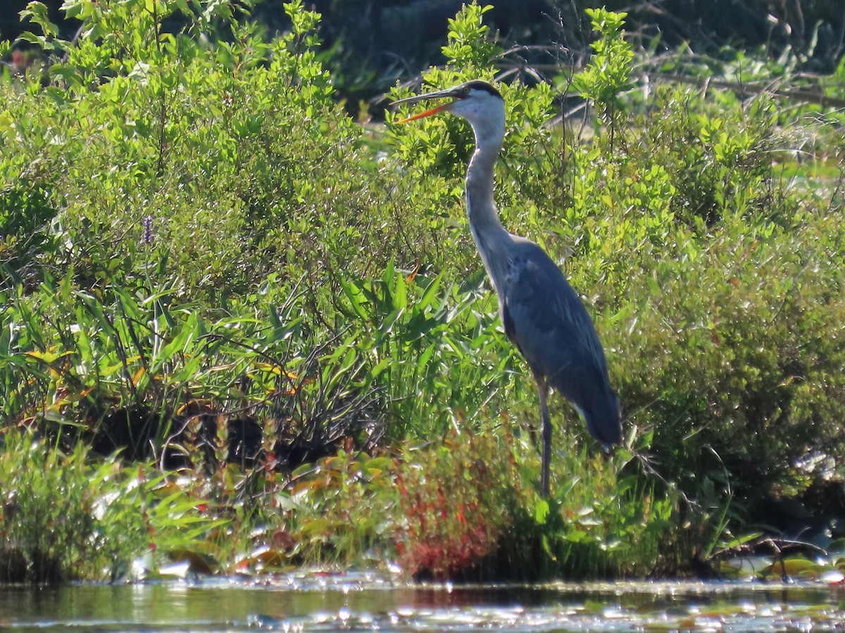 Great Blue Heron - ML250512571