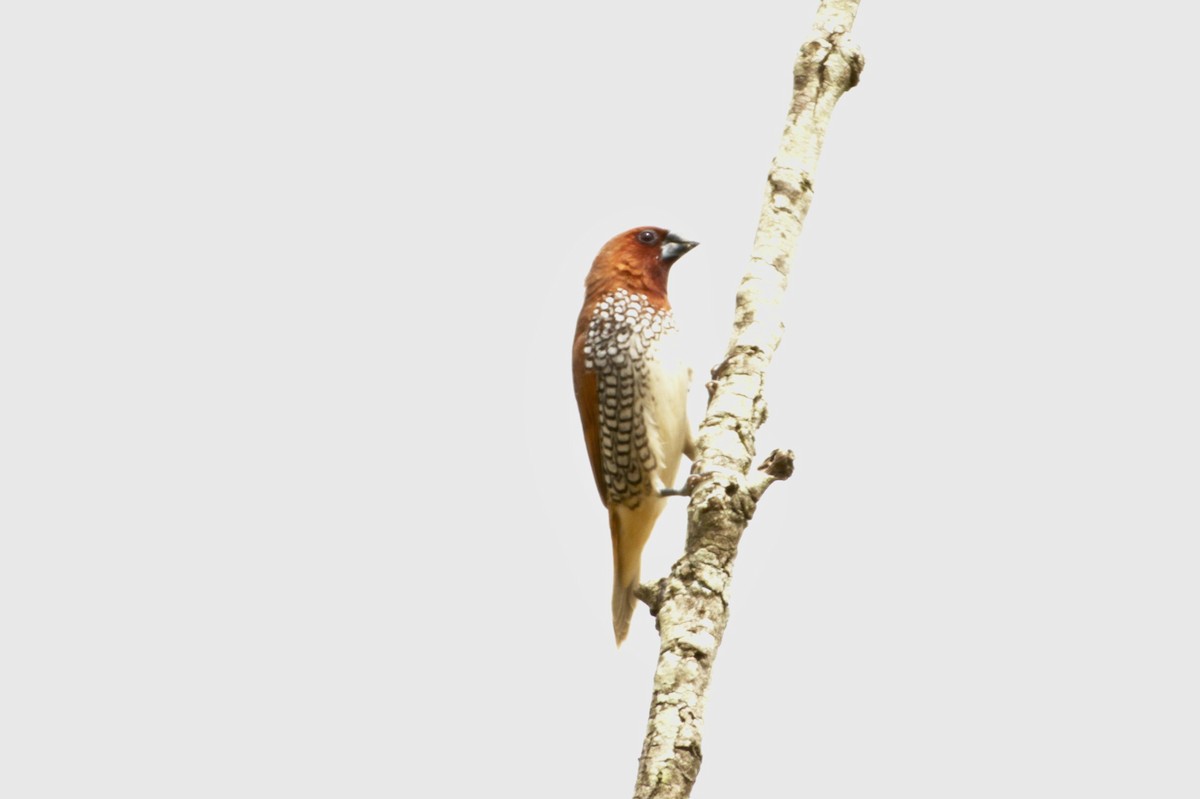 Scaly-breasted Munia - ML250513871