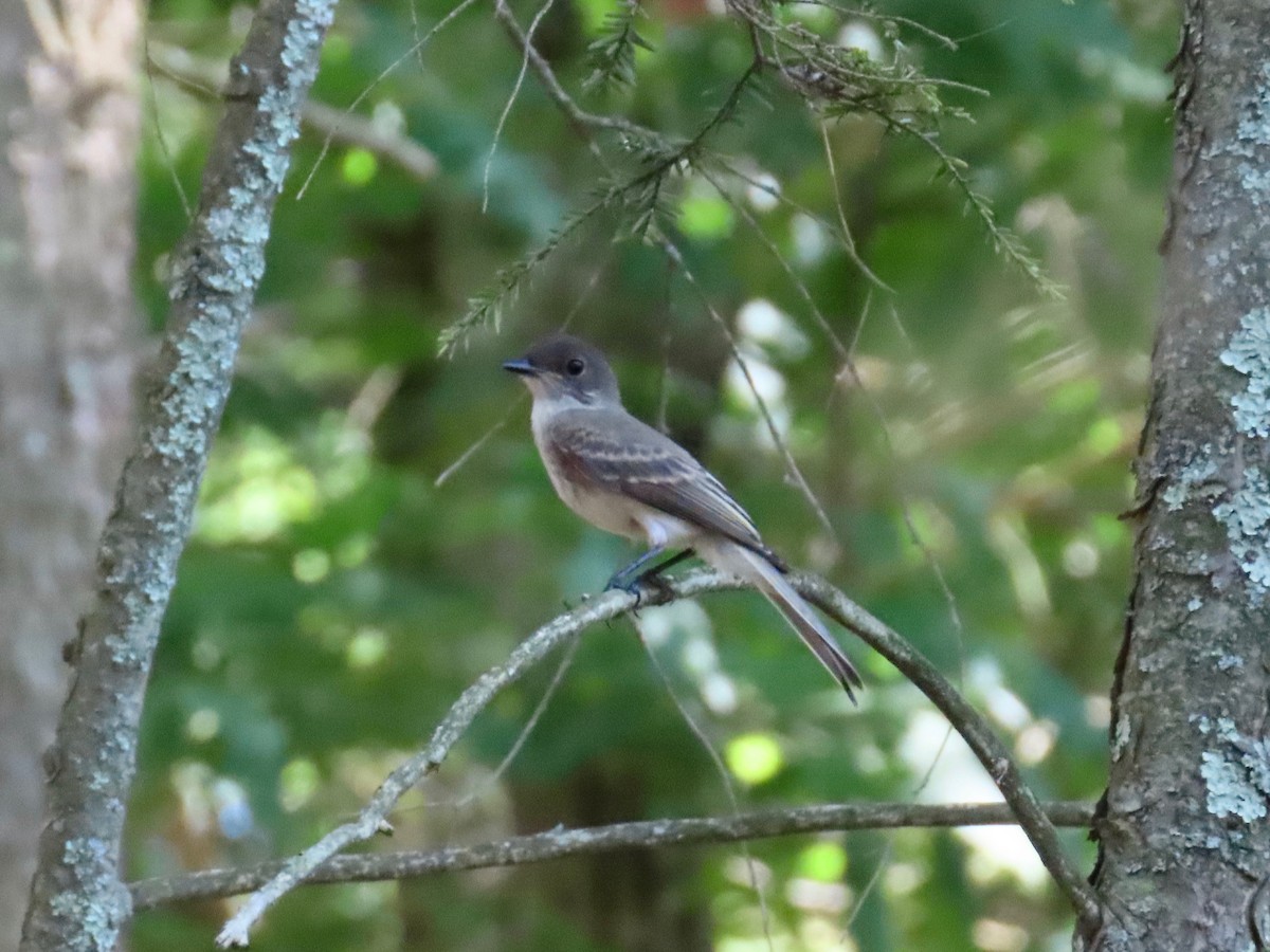 Eastern Phoebe - ML250514071