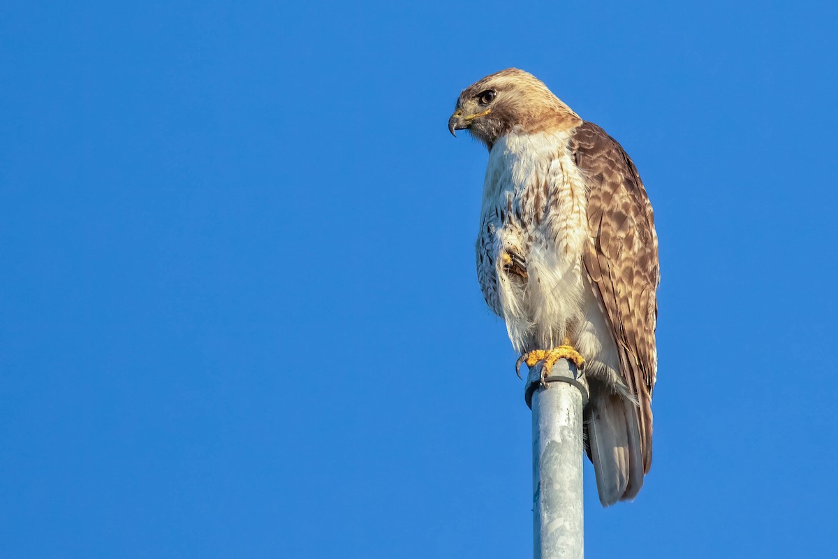 Red-tailed Hawk - ML250516191