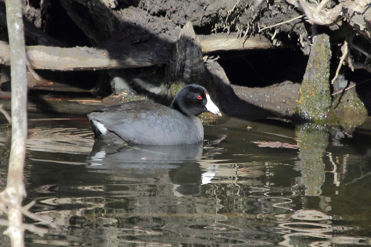 American Coot (Red-shielded) - ML25051751