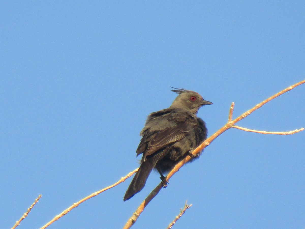 Phainopepla - Bob Barnes