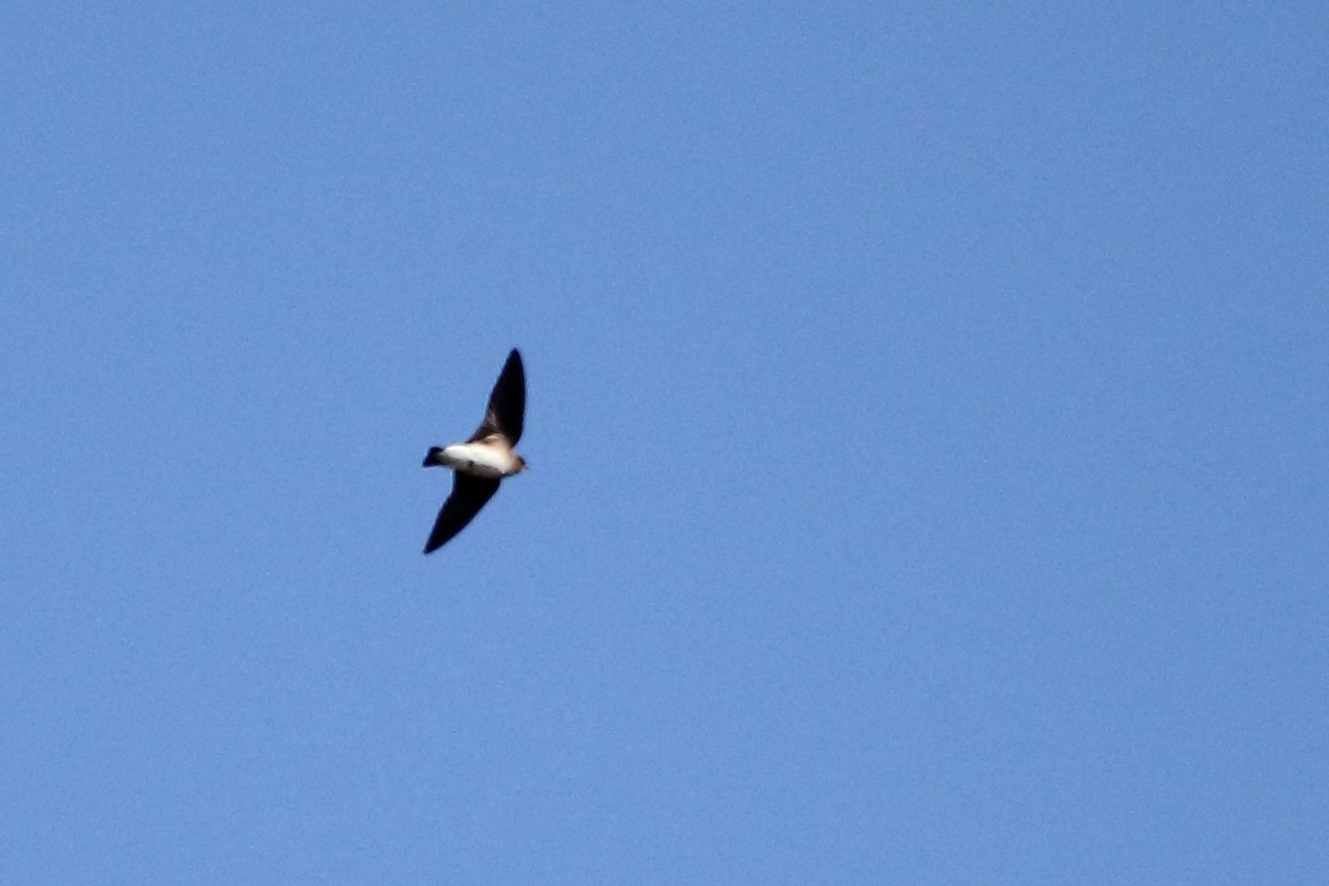 Northern Rough-winged Swallow - ML25052041