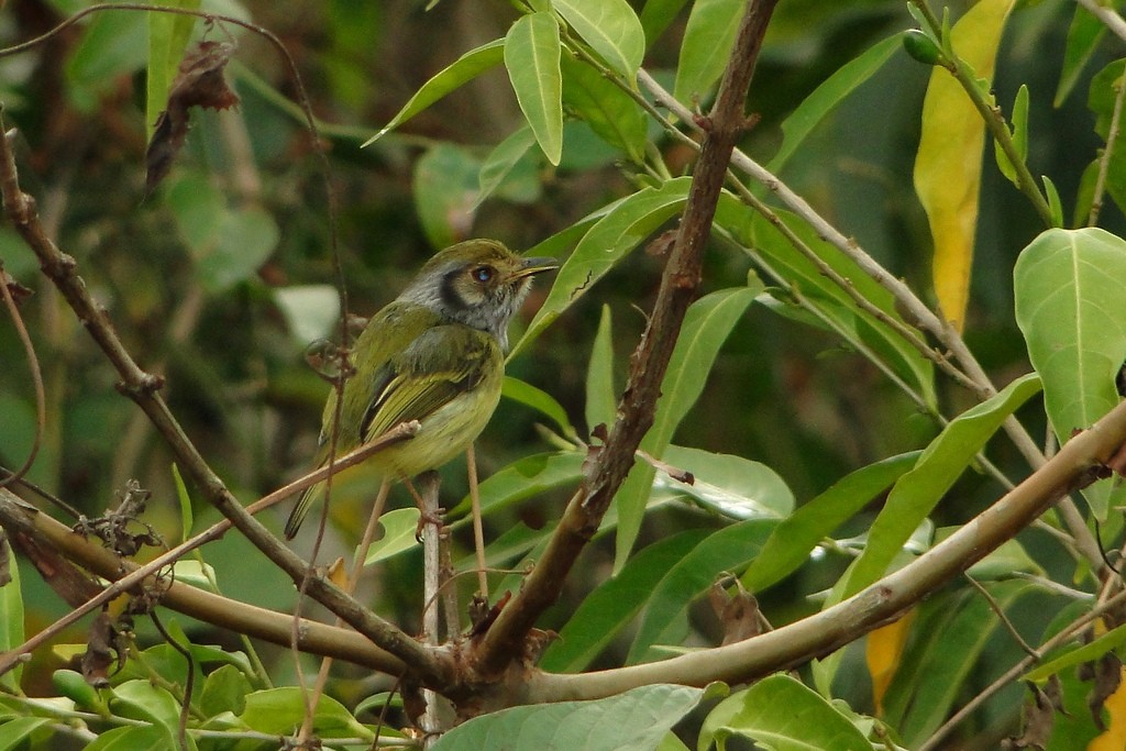 Eared Pygmy-Tyrant - Carlos Otávio Gussoni