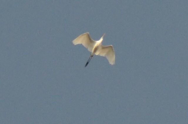 Western Cattle Egret - ML250521971