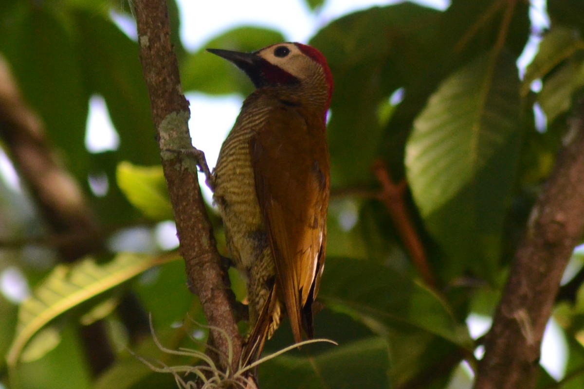 Golden-olive Woodpecker - ML250522101