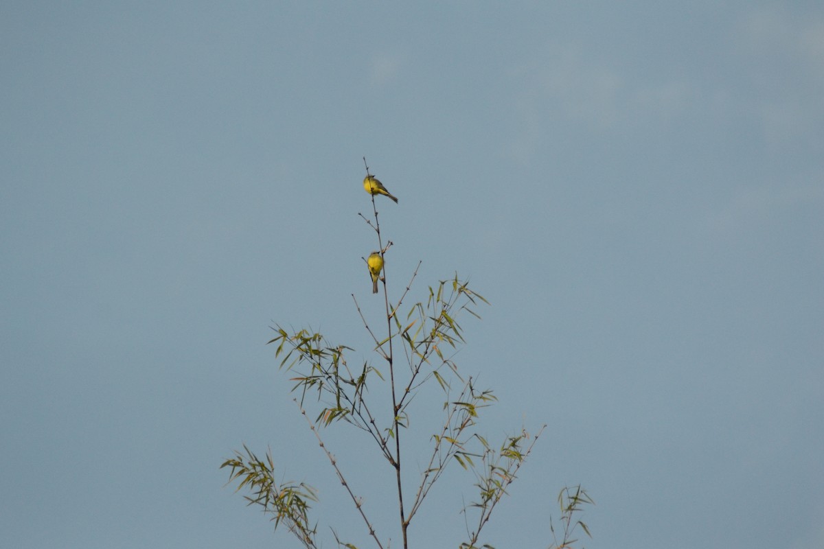 Tropical Kingbird - ML250522261