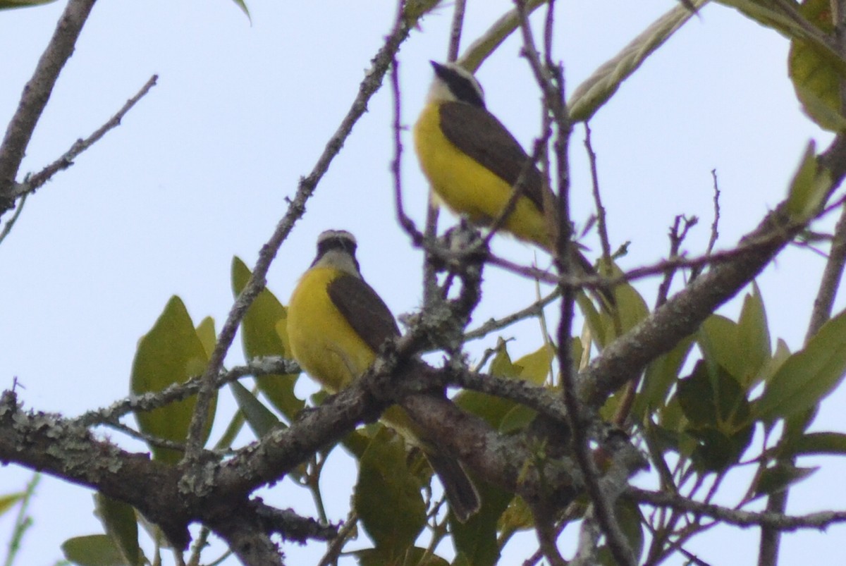 Rusty-margined Flycatcher - ML250522301