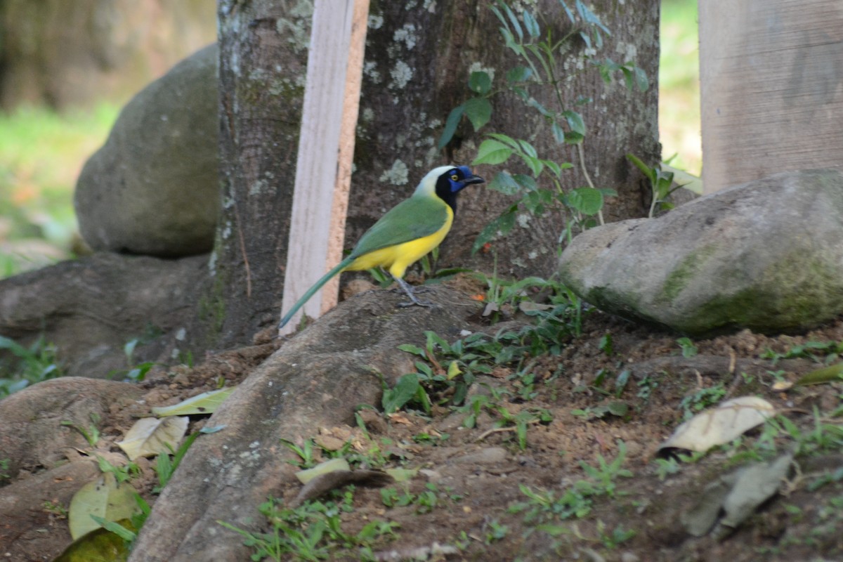 Green Jay - ML250522521