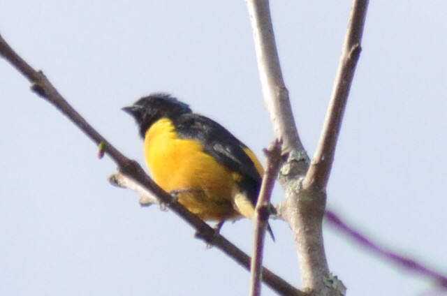 Golden-rumped Euphonia - ML250522591