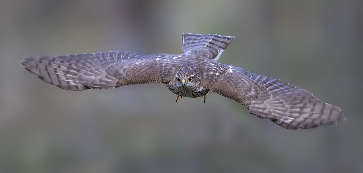 Eurasian Sparrowhawk - ML250522621