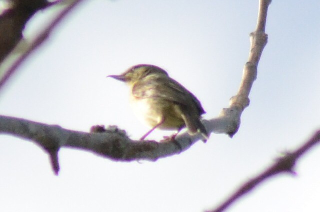 Rusty Flowerpiercer - ML250522671