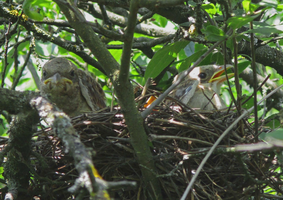 Red-backed Shrike - ML250526191