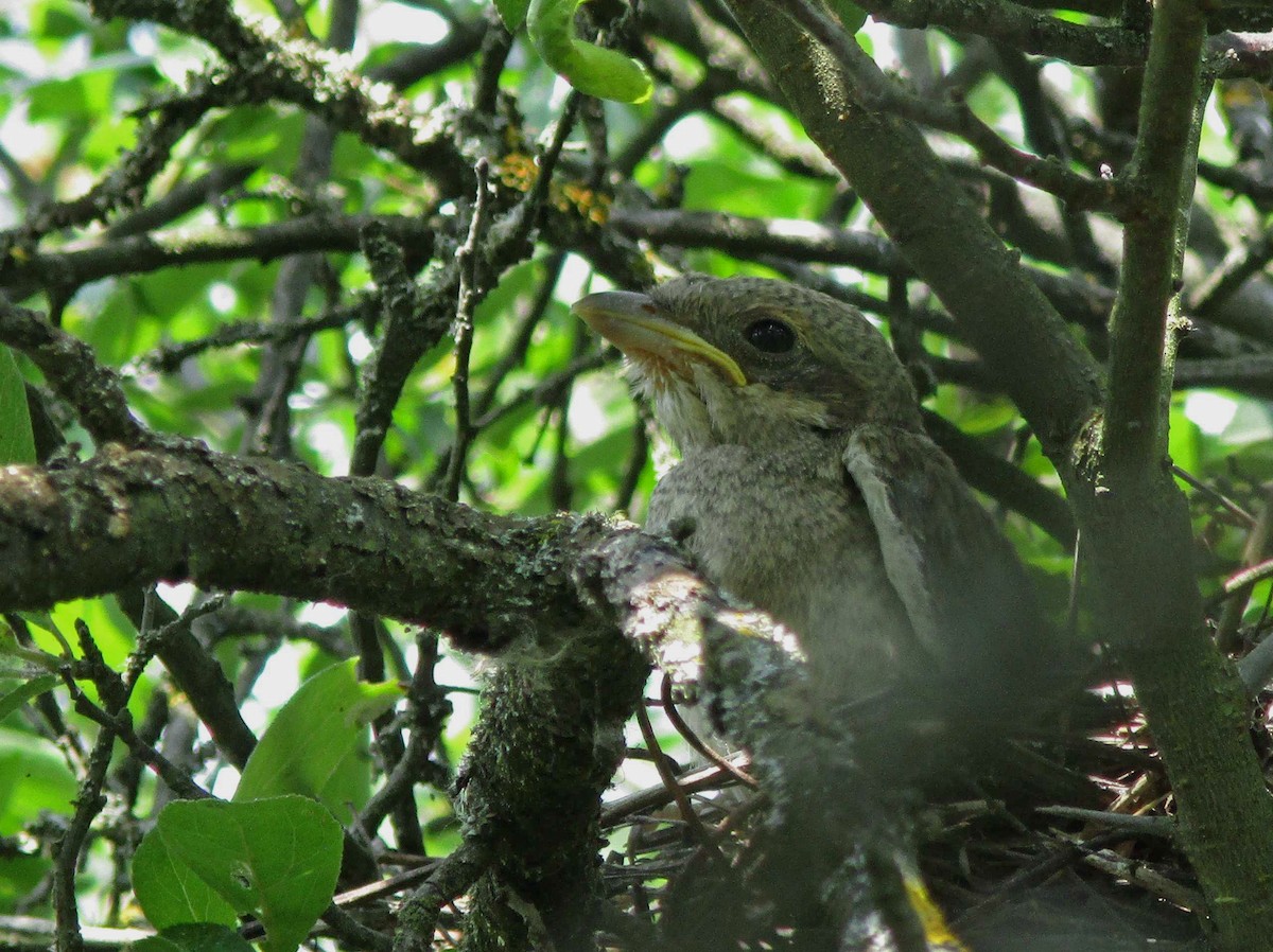 Red-backed Shrike - ML250526201