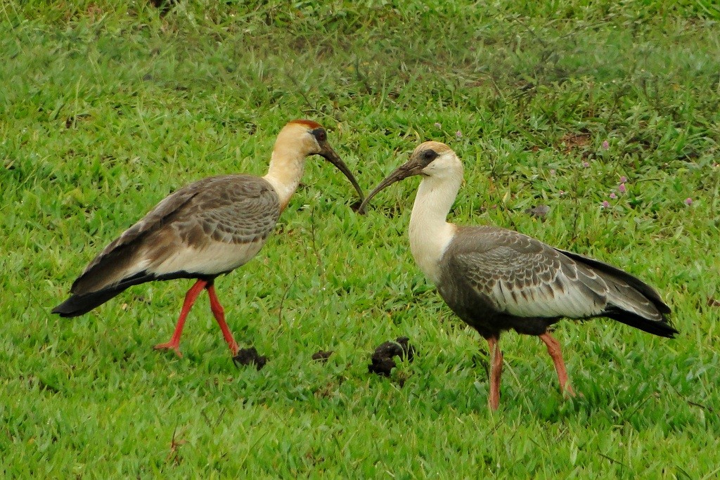 ibis bělokřídlý - ML250527341