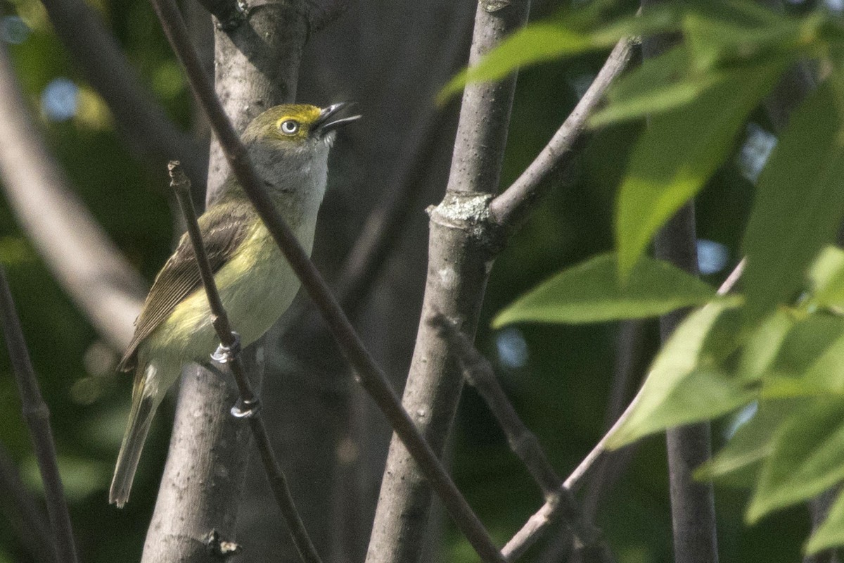 Weißaugenvireo - ML250527581