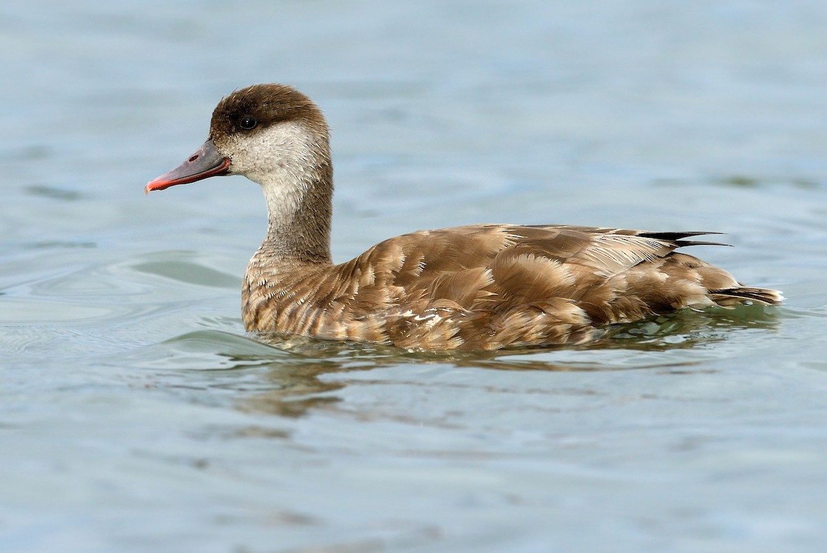 Red-crested Pochard - ML250527841