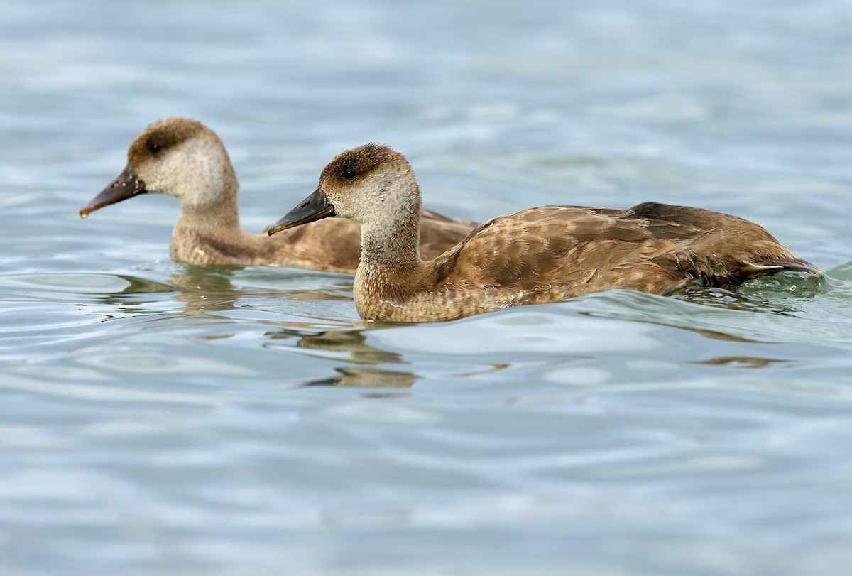 Red-crested Pochard - ML250527861