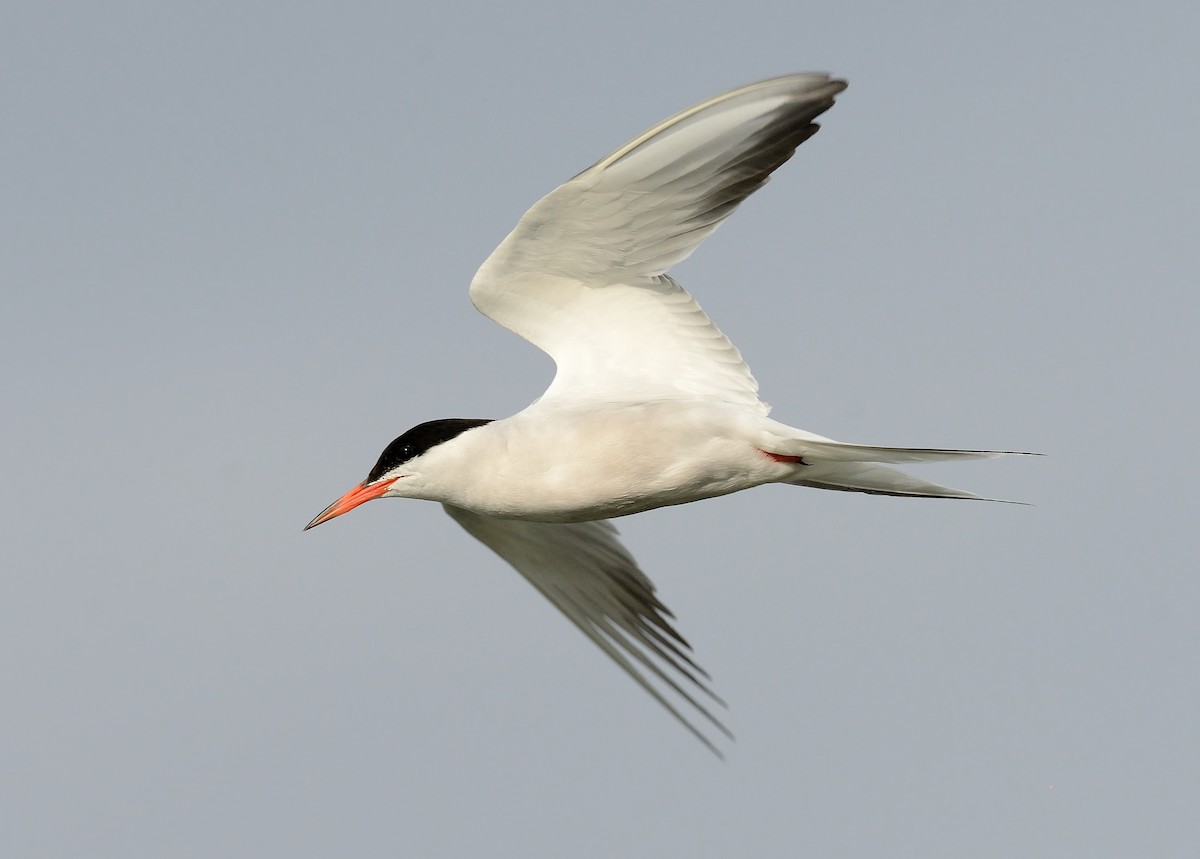 Common Tern - ML250527931