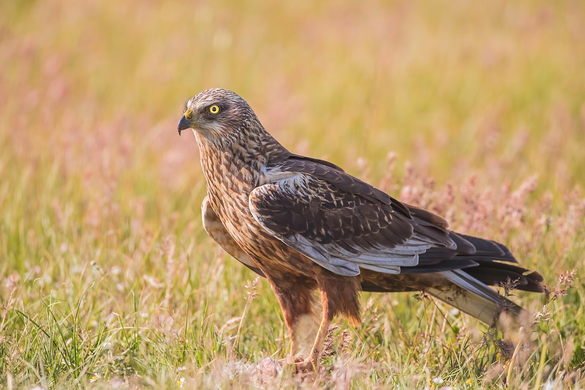 Western Marsh Harrier - Pascal De Munck