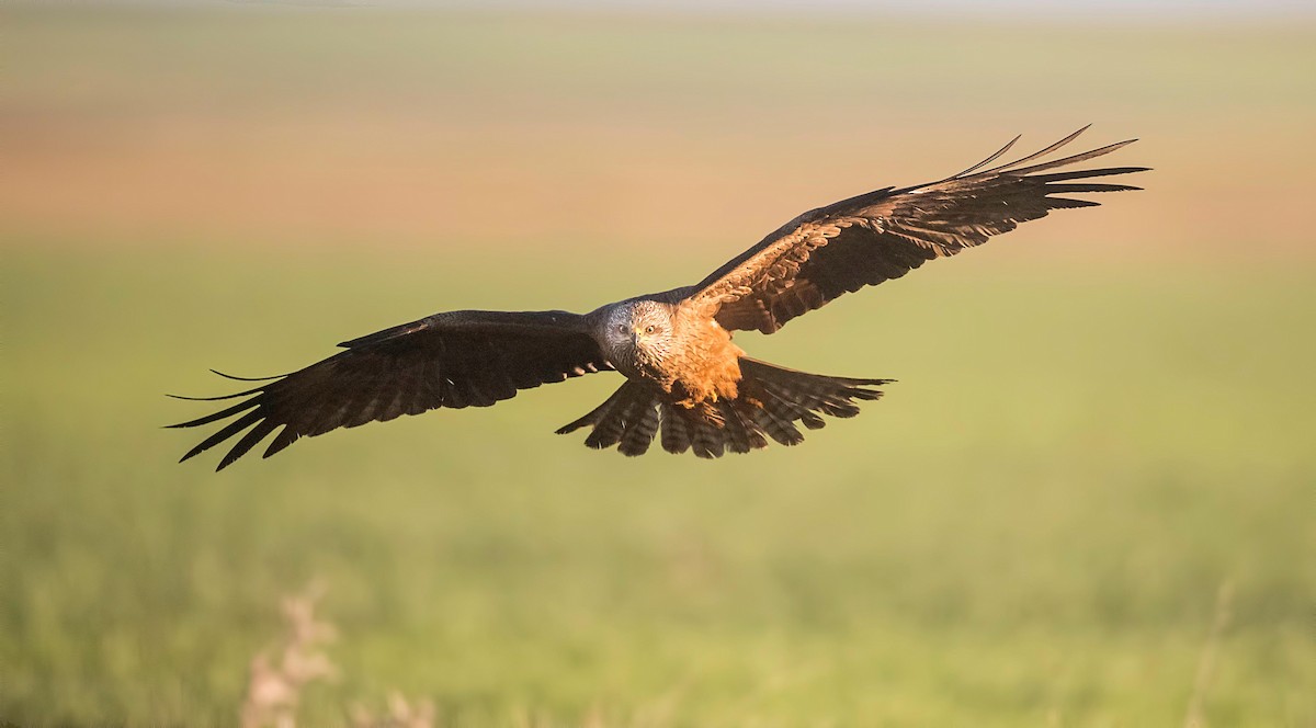 Black Kite - Pascal De Munck