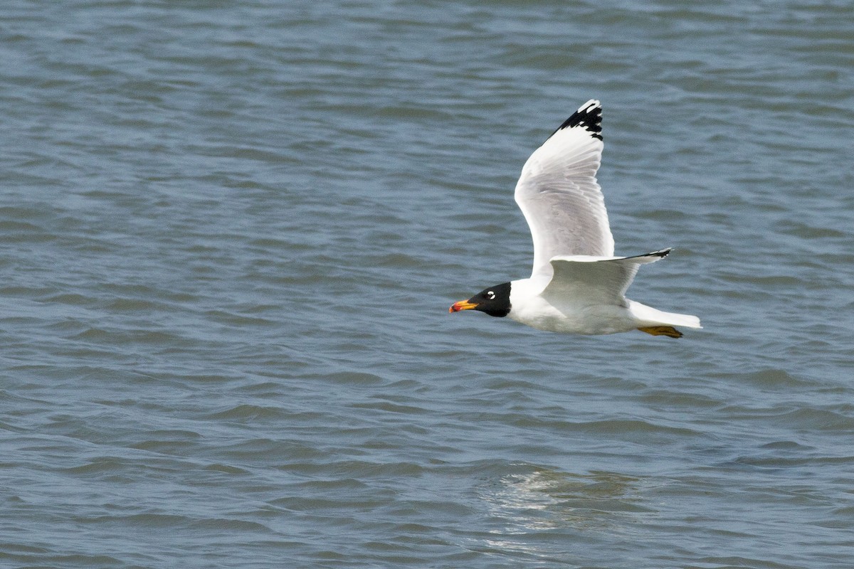 Pallas's Gull - Praveen es