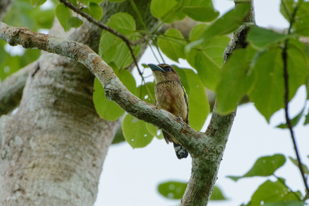 Banded Broadbill (Banded) - ML250528471