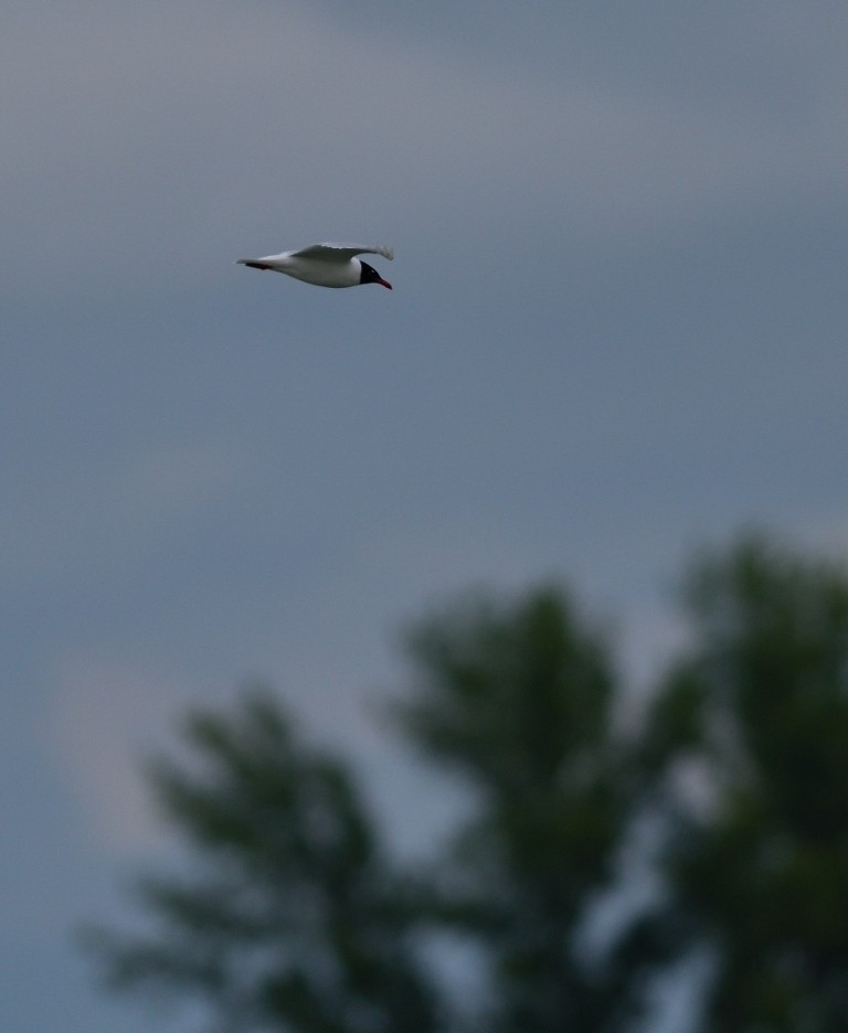 Mediterranean Gull - ML250528721