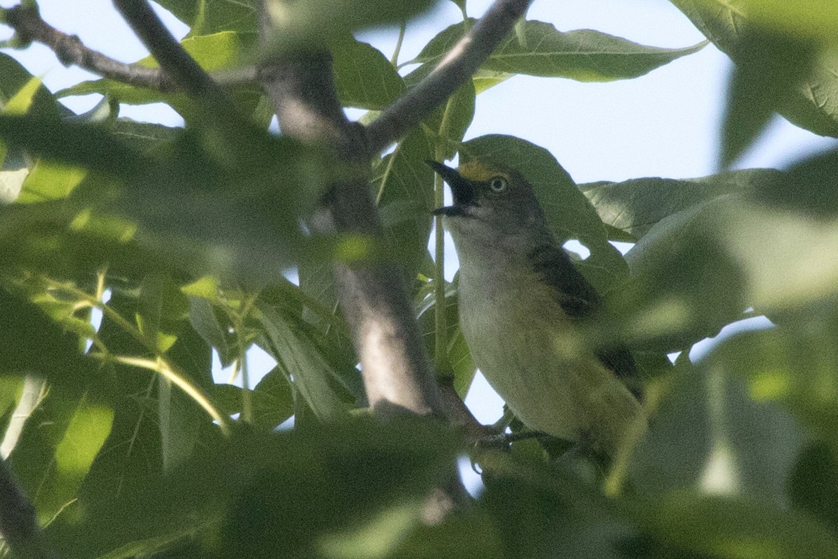 Weißaugenvireo - ML250529531