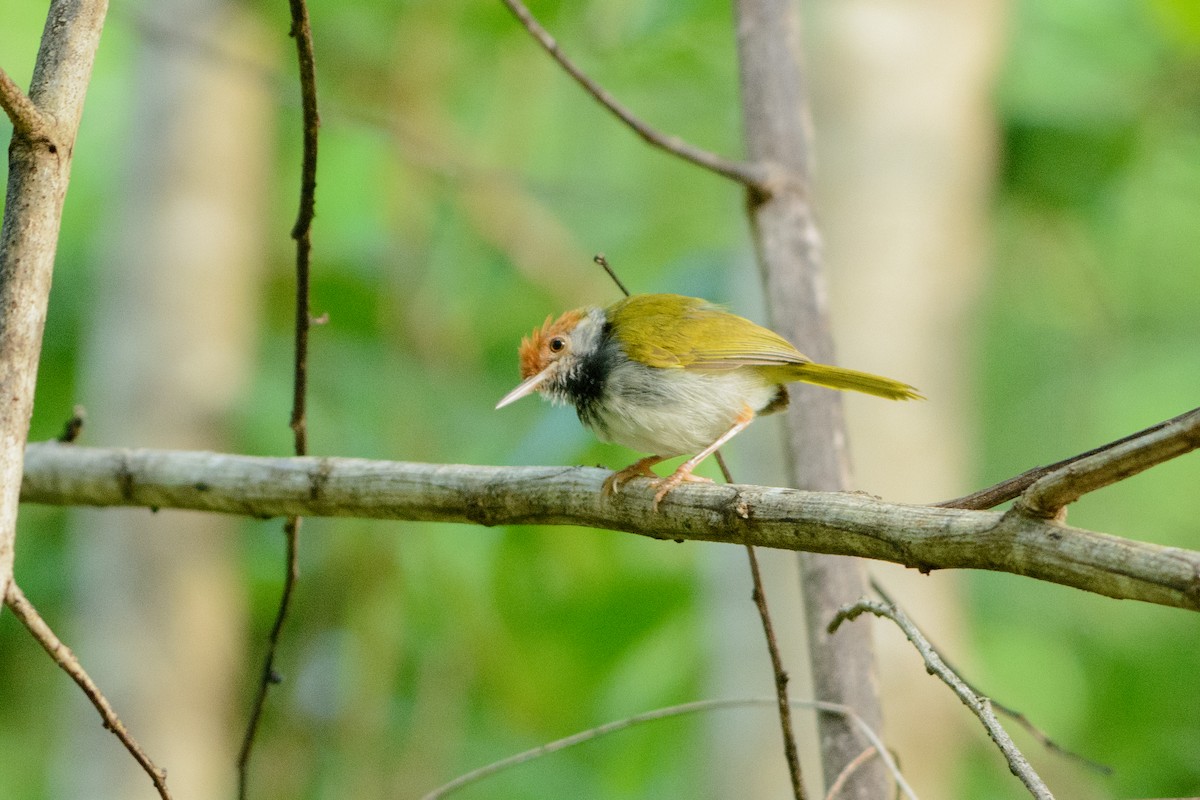 Dark-necked Tailorbird - Vatcharavee Sriprasertsil