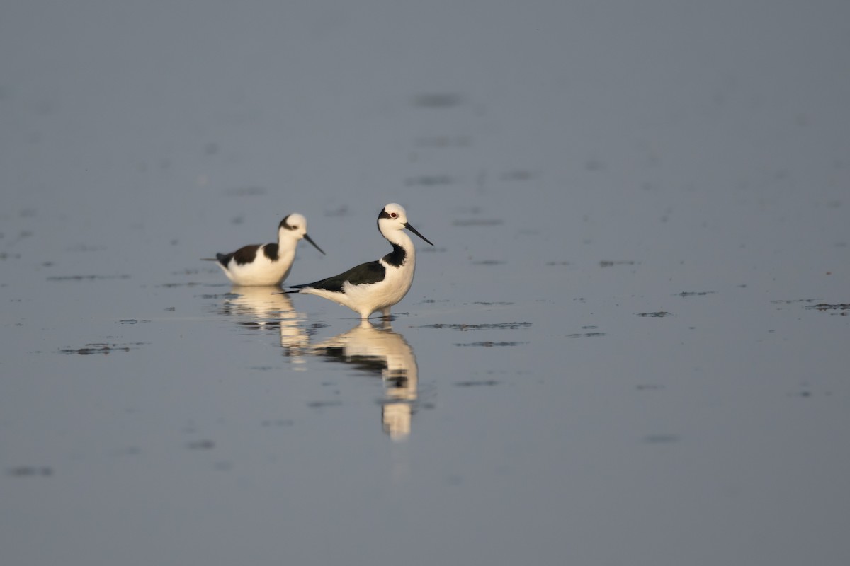 Black-necked Stilt - Pablo Re