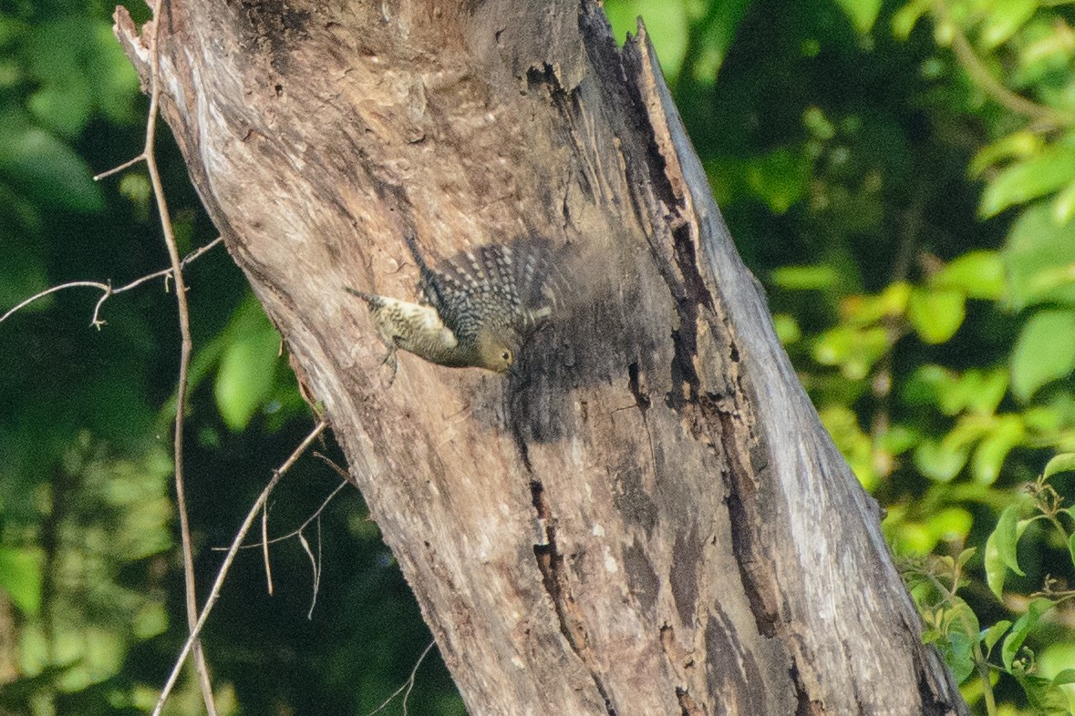 Buff-rumped Woodpecker - ML250530401