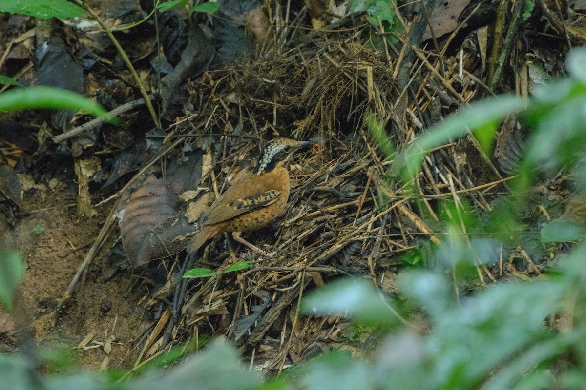 Eared Pitta - ML250531061