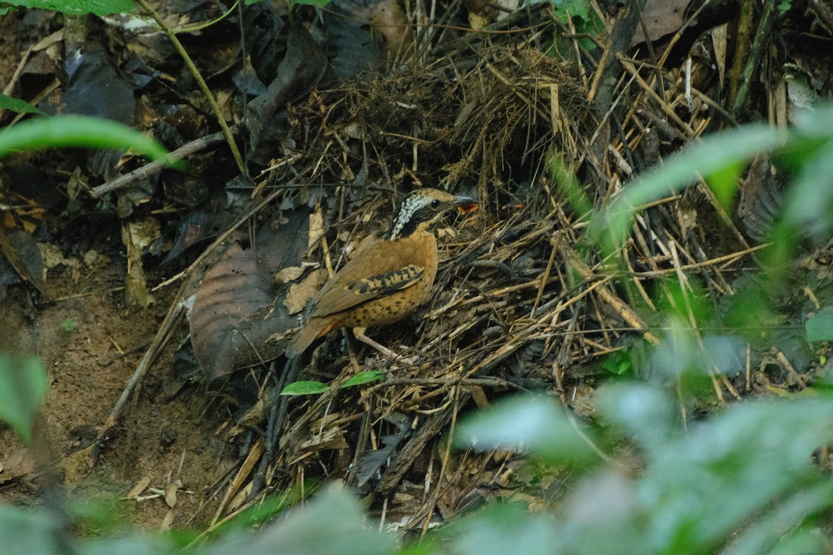 ツノヤイロチョウ - ML250531081