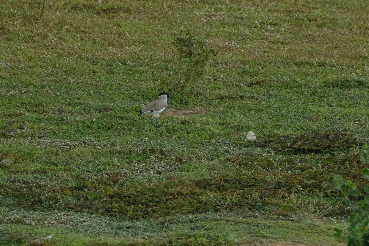 River Lapwing - ML250531641