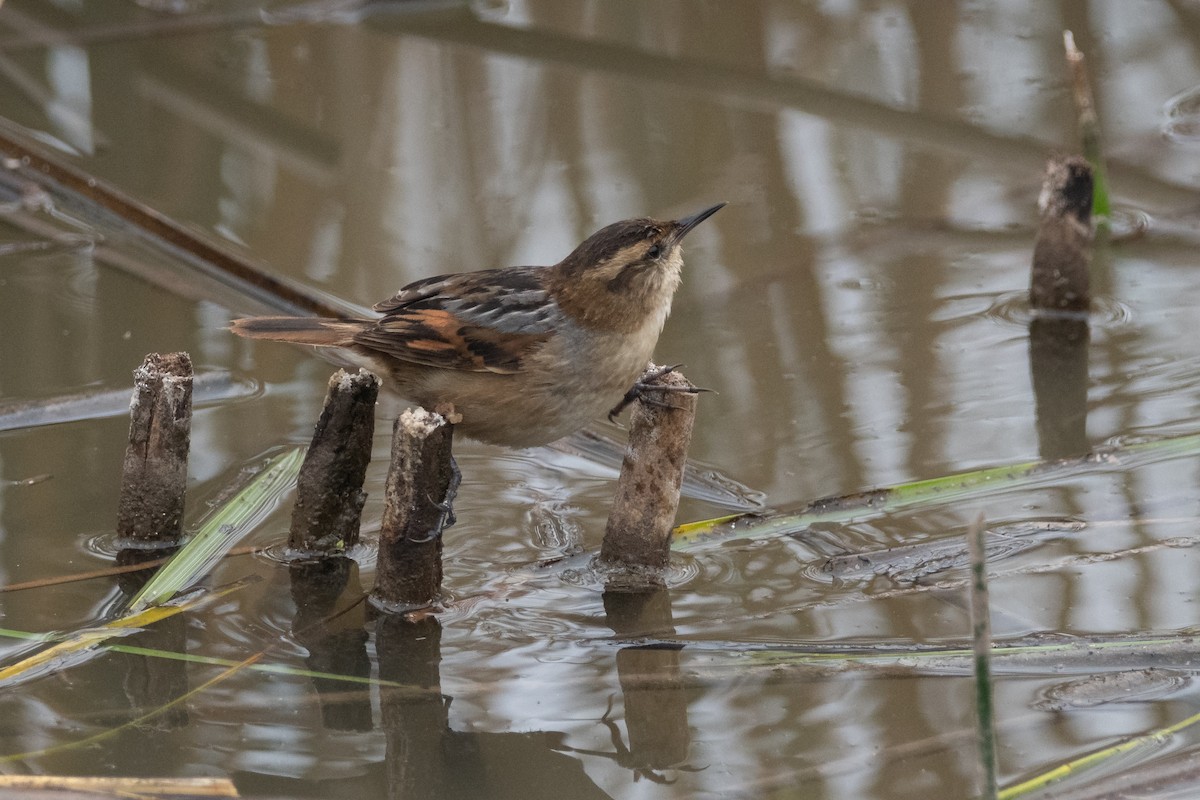 Wren-like Rushbird - Pablo Re